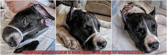 Купирование ушей Купирование ушей